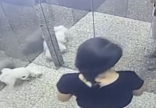 广东一女子带狗坐电梯绳子被卡，电梯启动狗吊在半空，网友：活该