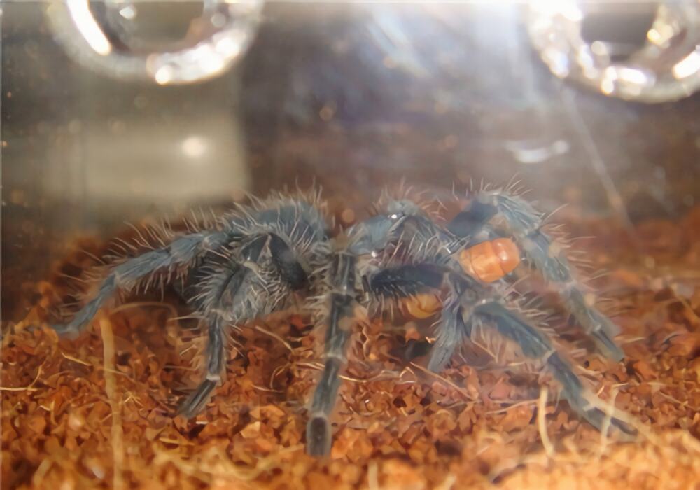 海地咖啡食鸟蜘蛛身份信息