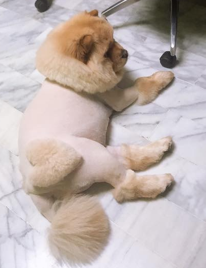 松狮犬太肥被取笑，冼澡后1秒破谣传，下场好尷尬！