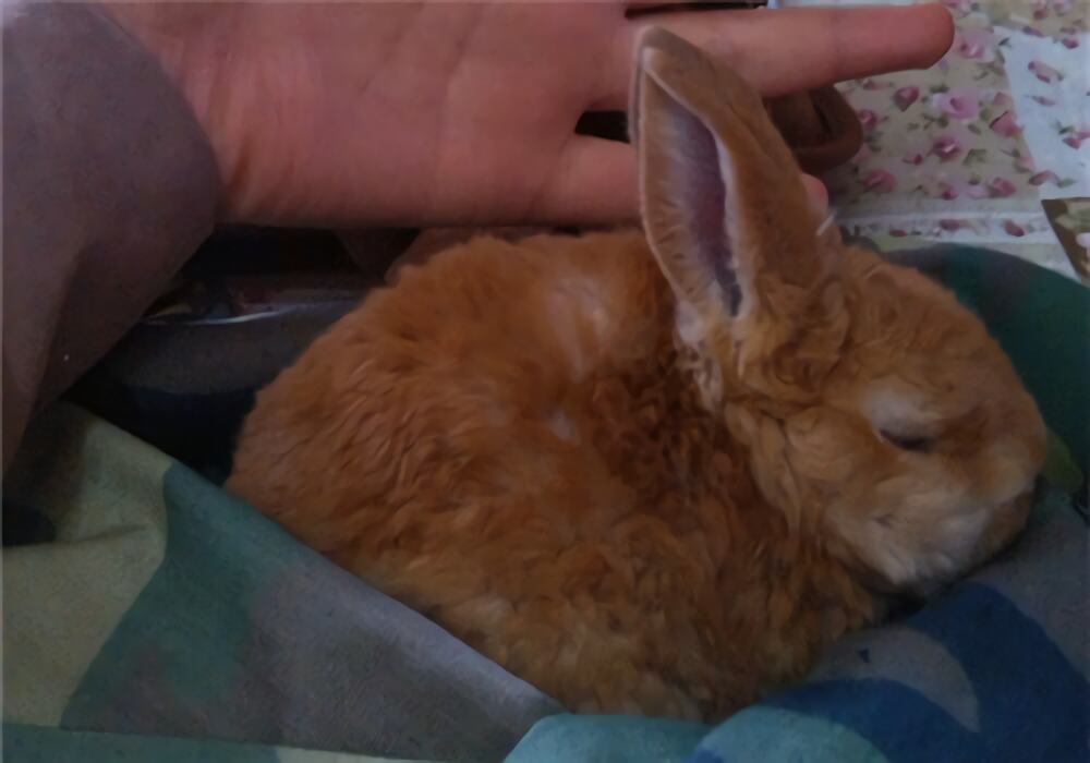 美国黄褐色家兔身份信息