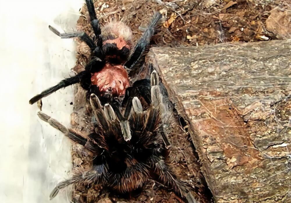 千里达老虎尾身份信息