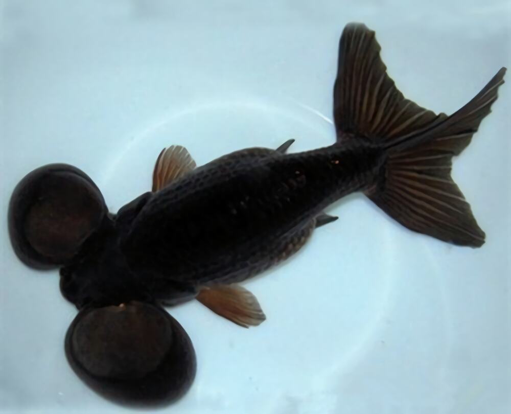 扯旗黑水泡身份信息