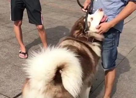 被朋友陷害出来遛狗,妹纸表示:回去之后,立马就绝交!