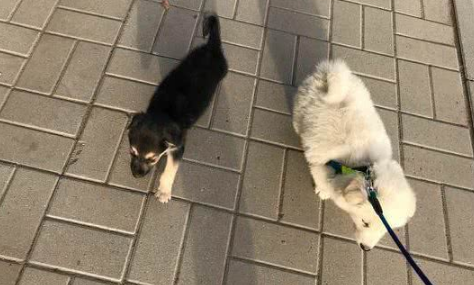 网友求助:都说萨摩耶犬是撒手没,为什么我家的是撒不开手?