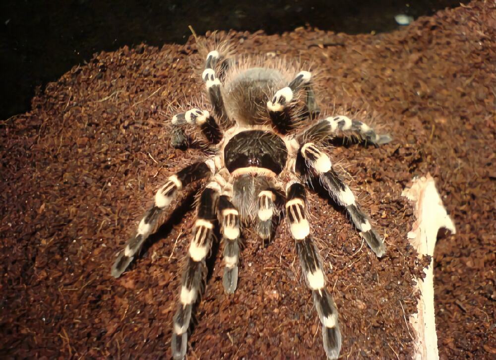 巴西白膝头身份信息