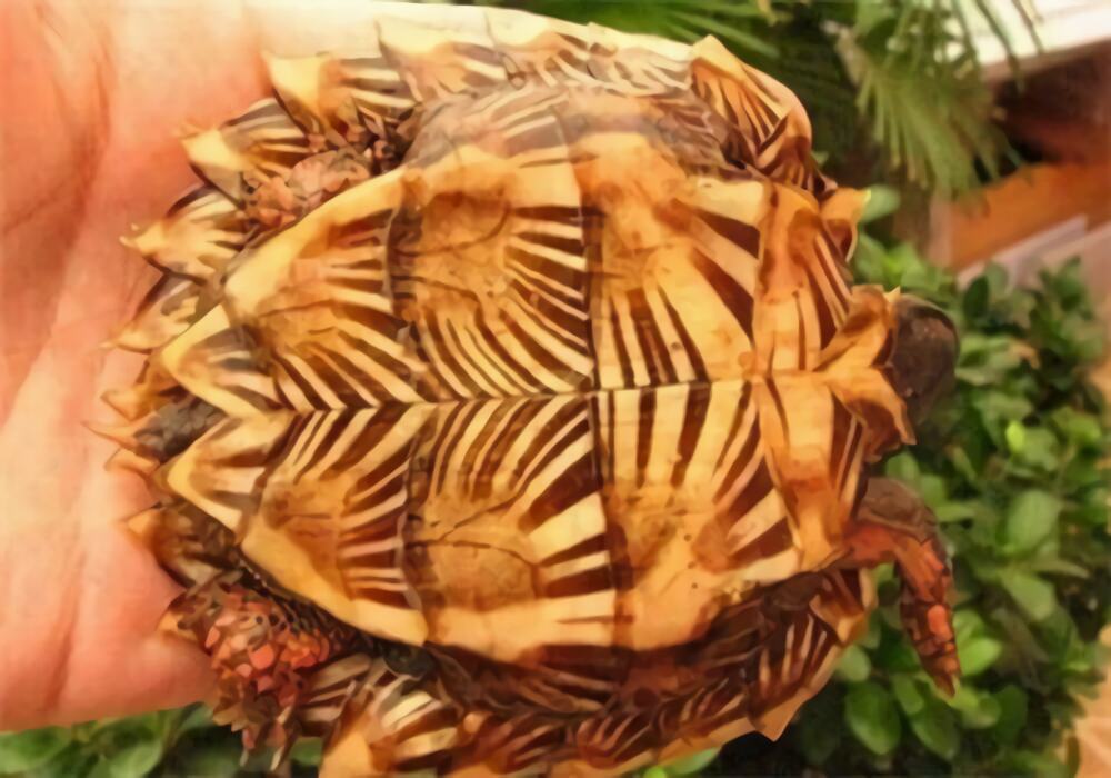 刺山龟身份信息