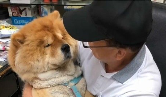 九岁松狮犬因病得福 深得阿公宠爱