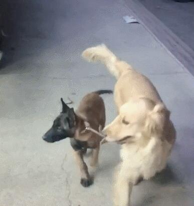 主人让金毛去照看马犬,金毛一脸不愿意,马犬:咋地,委屈你啦?