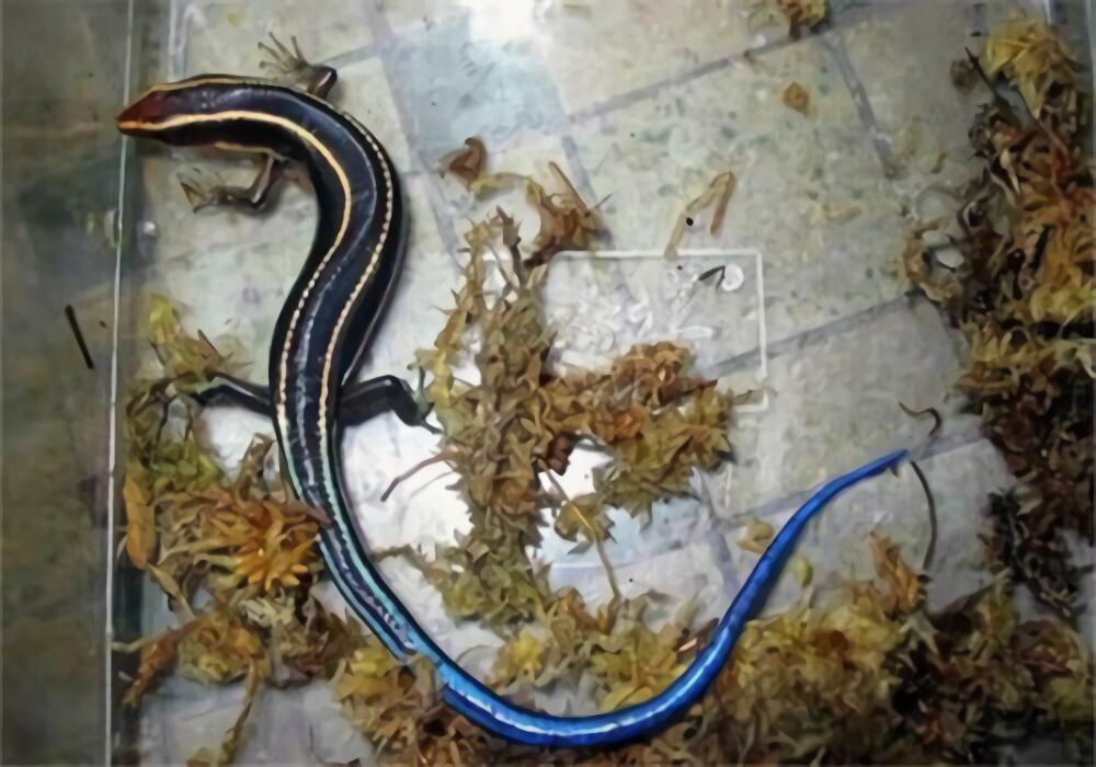 四线石龙子身份信息