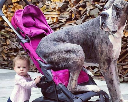 大丹犬主动担任宝宝的“保姆”,时刻贴心陪伴左右