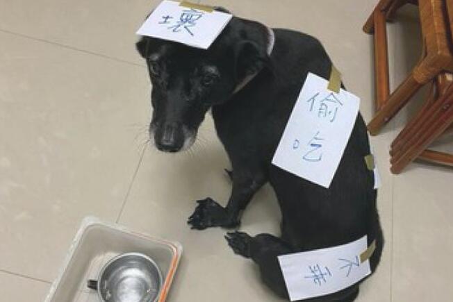狗狗偷吃了猫罐头,主人在紙上写毛笔字随后贴在的身上