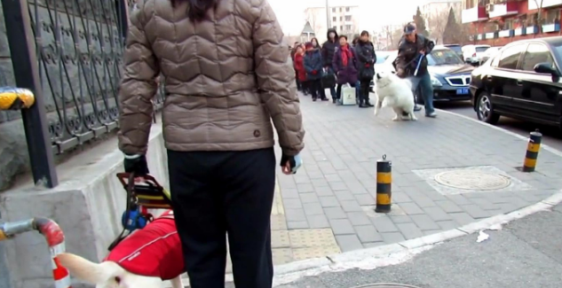 狭路相逢,萨摩耶挑衅导盲犬,导盲犬:你叫累了我再走