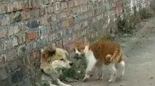 田园犬卡在墙孔被老对头胖橘猫发觉,借机刁难还撒了泡尿