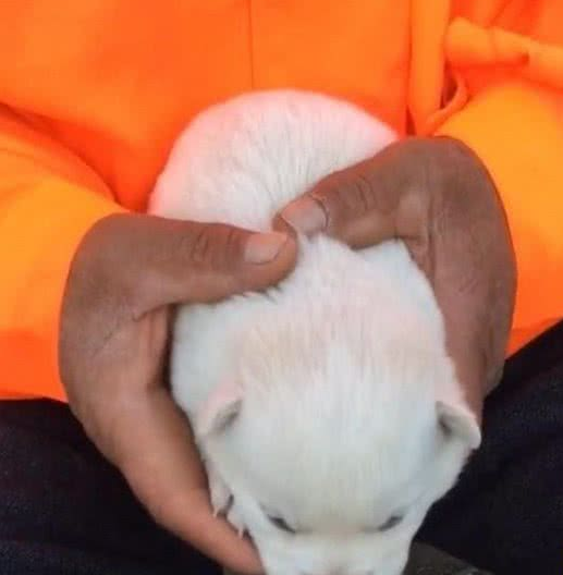 环卫大爷无意救下幼犬,路人主动提出收养后,大爷恳请善待狗狗!