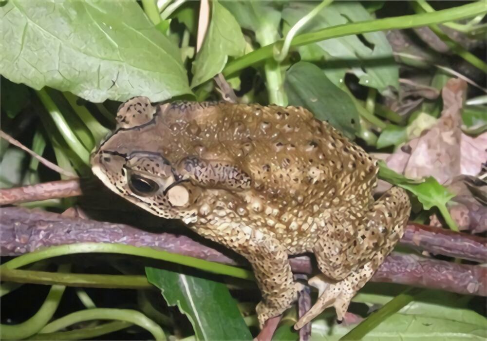 黑眶蟾蜍身份信息