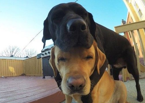 狗狗也会秀恩爱 拉布拉多超甜蜜背后环抱