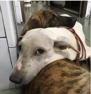 两只狗狗听到要绝育，吓得抱在一起：主人，可以不切蛋蛋吗？