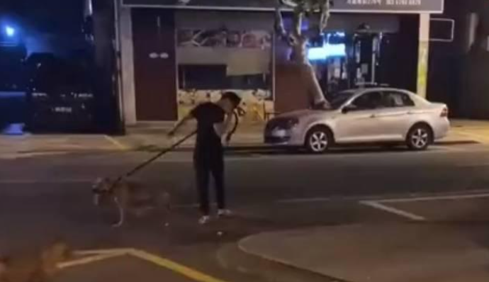 残忍!浙江一男子训练比特犬咬死待产母猫,被路人喝止后加速离开