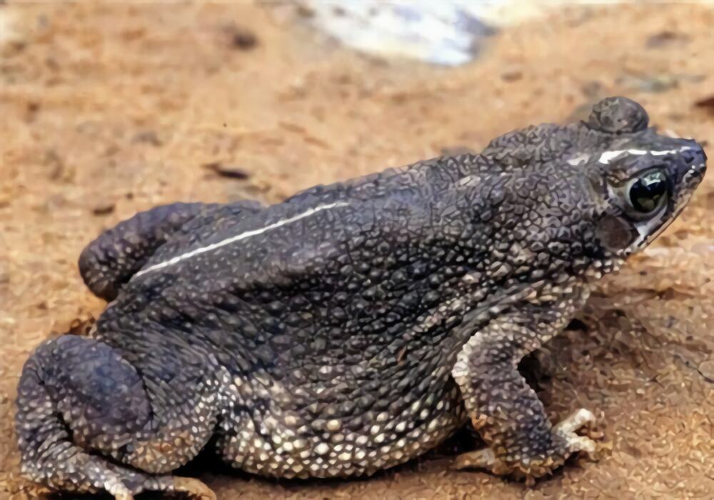 鲨皮蟾蜍身份信息