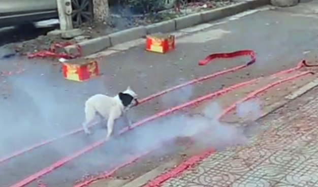 新店开业放鞭炮,斗牛犬跳进鞭炮堆里狂叫,狗:旺旺旺……