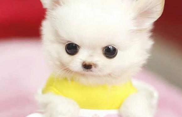 主人家带著几个茶杯犬外出，过路人竞相照相