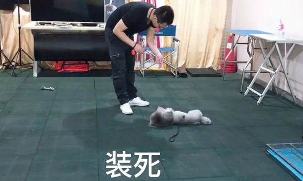 贵宾犬出现分离焦虑,广州专业训犬学校通过什么方法训练纠正