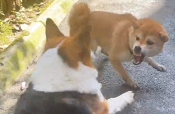 柴犬和柯基打架,它碰瓷假装受伤了抬起脚嗷嗷叫!