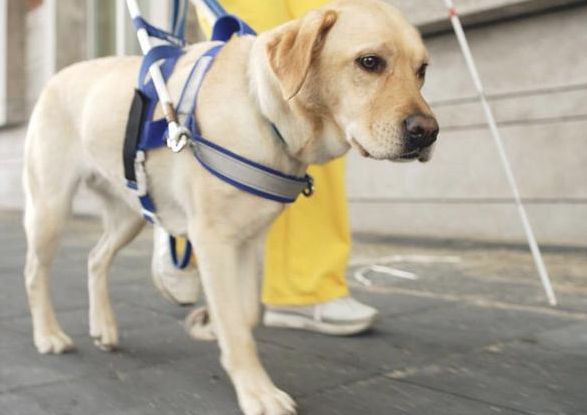 导盲犬扔下主人家独自一人玩耍,是狗狗职业道德规范的缺少,還是另有隐情