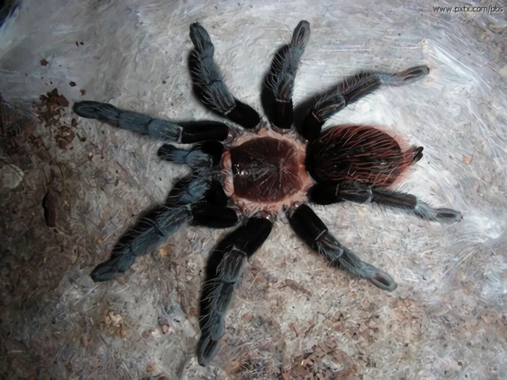 玻利维亚红尾身份信息