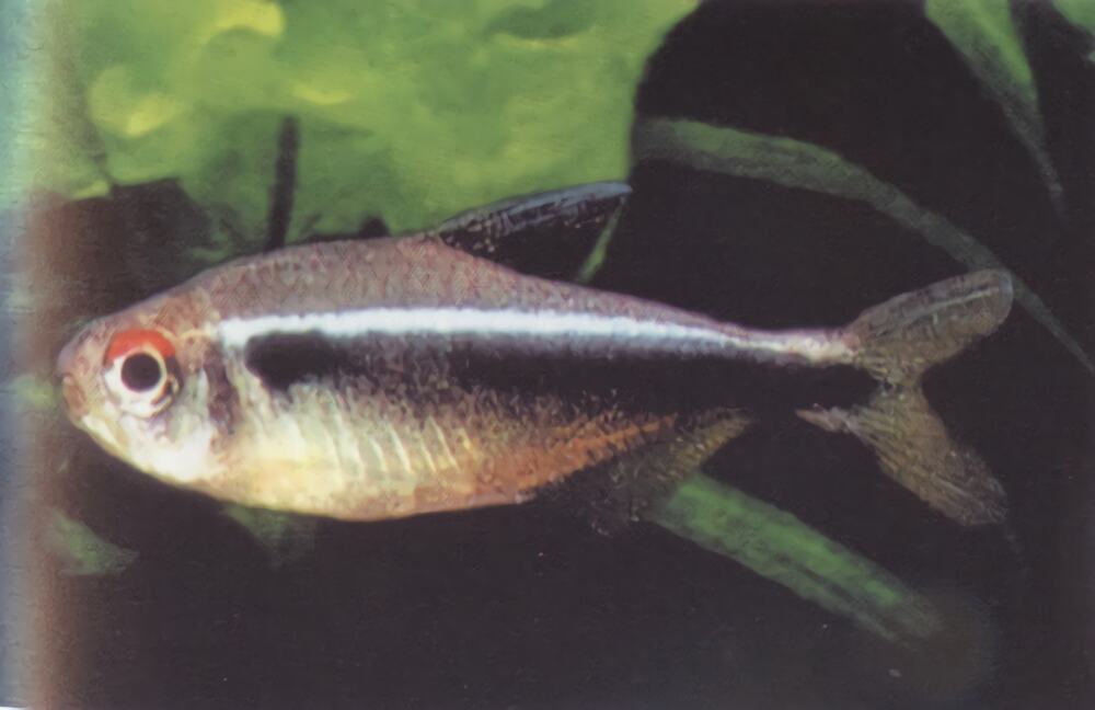 血翅鱼身份信息