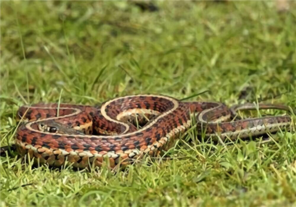 束带蛇身份信息