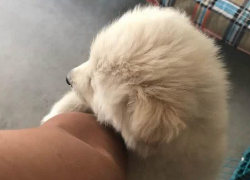 网友求助:都说萨摩耶犬是撒手没,为什么我家的是撒不开手?