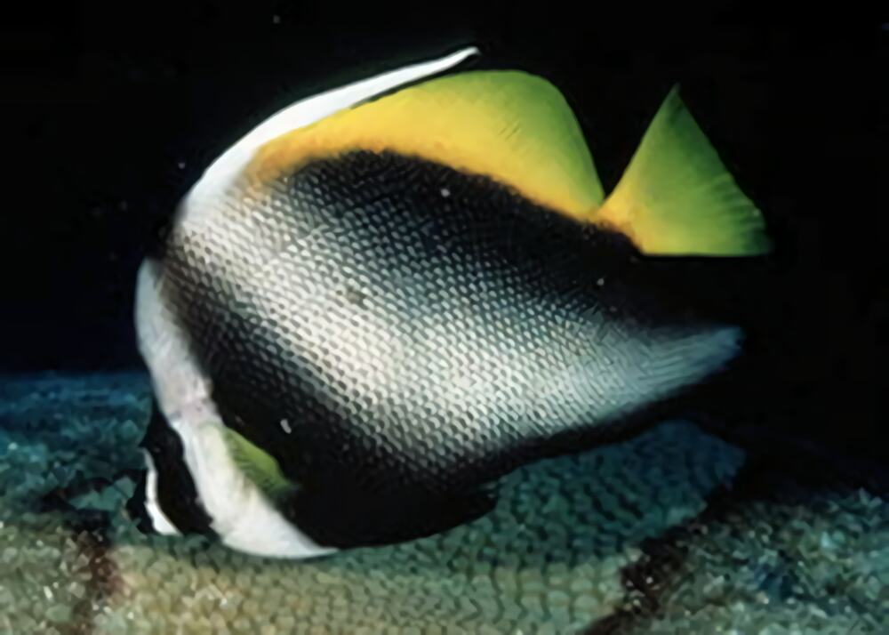 四带马夫鱼身份信息