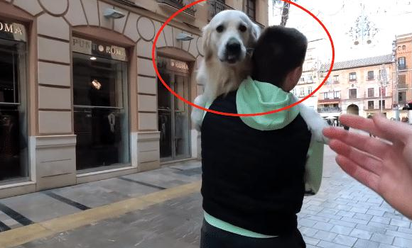 网民带金毛出去逛街购物，結果中了狗子的“计”，主人：真的很难