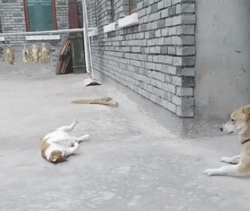大橘猫碰瓷党小土狗,橘猫:你撞倒我了