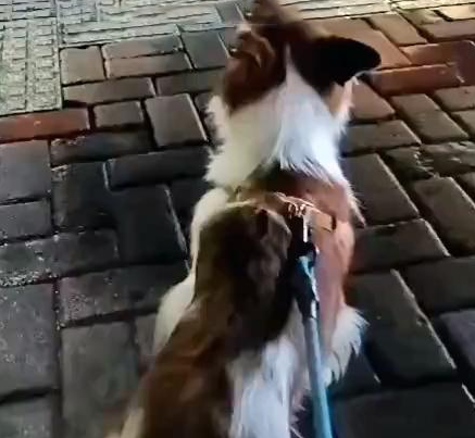 11岁老犬意外走失，寻找主人时被车撞，获救时它竟满眼泪水