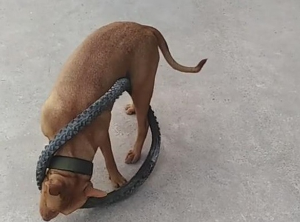 比特犬用自行车轮胎困住自己 网友:有点蠢