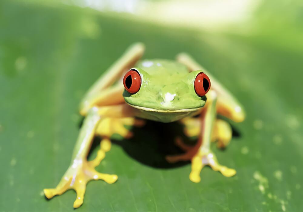 棕叶掌树蛙身份信息