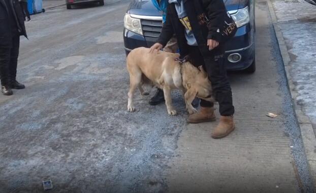 繁殖犬肚子里没小狗,主人就要一棒子打死它,狗主:这窝没下崽,我伺候它干啥