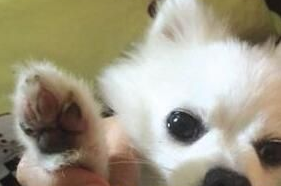 女主人高温遛狗 温度太高烫伤狗掌
