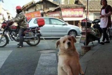 为了吃肉狗豁出去了,肉摊前坐了好数小时