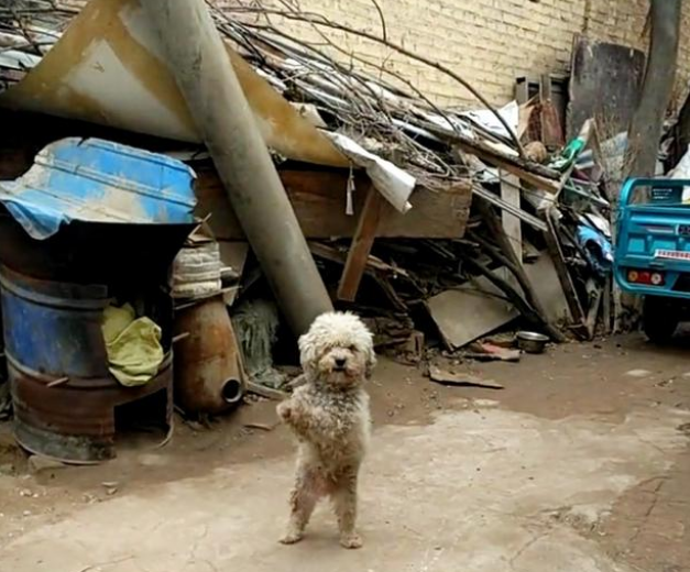 “收狗”牌子下的比熊犬,看见路人经过时,它的一个动作让人想哭