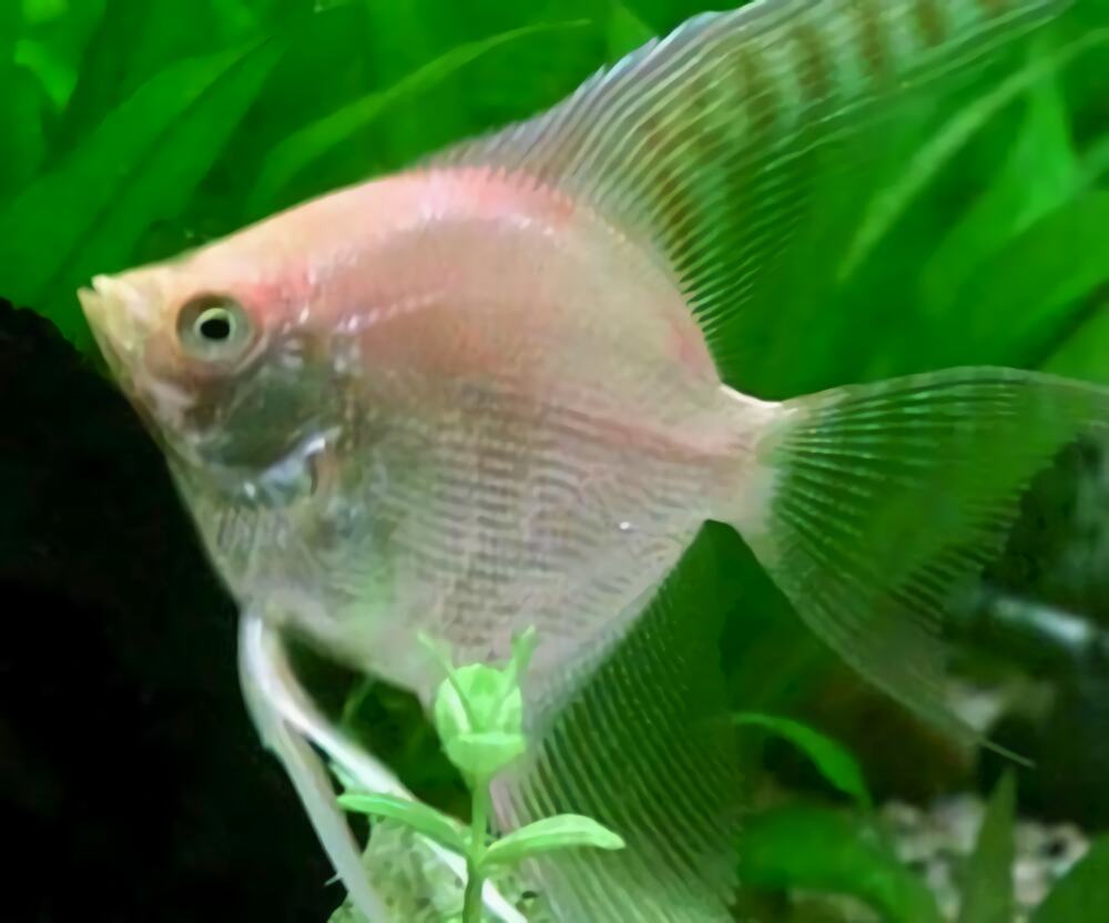 神仙鱼身份信息