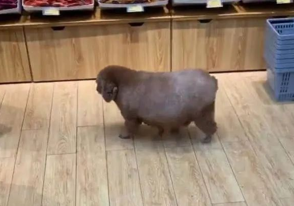 在超市偶遇一只狗狗,走近一看后差点笑岔气:以为是头宠物猪?