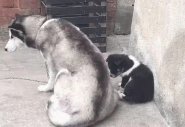 二哈被田园犬祸害后,生下的孩子变了很多,满脸嫌弃的表情,讨打!