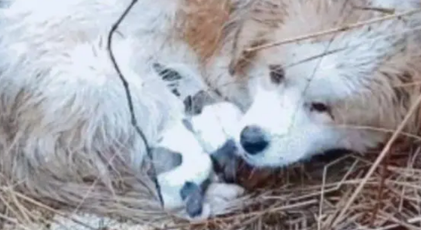 流浪田园犬在雨中,被冻得直发抖也不远离去,只为保护怀中孩子