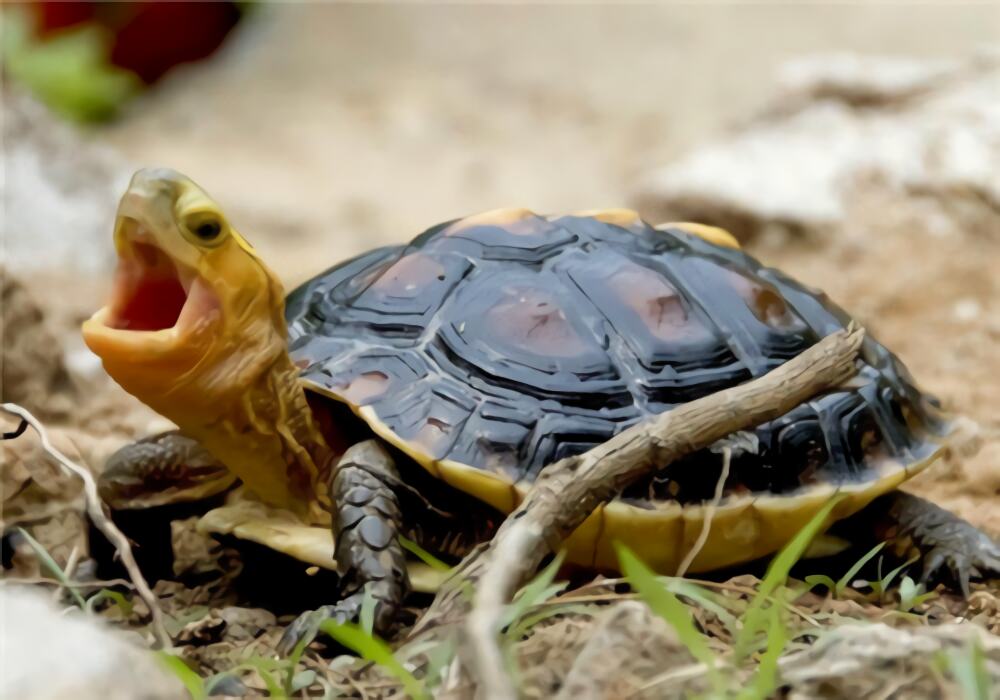 黄缘闭壳龟身份信息