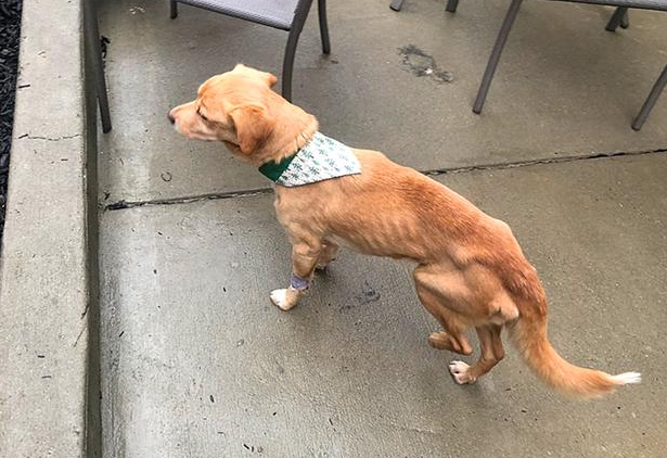 夜里房间门闭紧，第二天流浪犬却出現在家里，主人家搜索监控才知实情