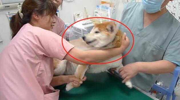 主人骗柴犬去打针,看到医生后态度就变了,狗:我要回家