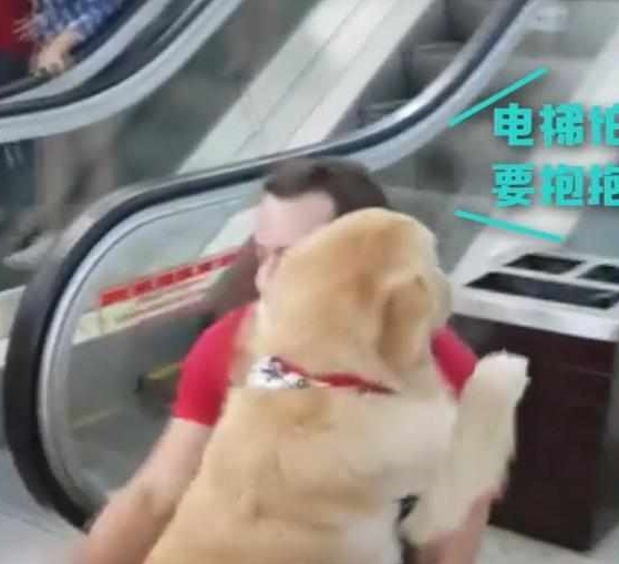 快一百斤大金毛怕坐电梯,要小哥抱抱才敢上:你说你丢不丢狗?